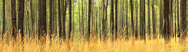 Dwa pine tree w grassland – zdjęcie