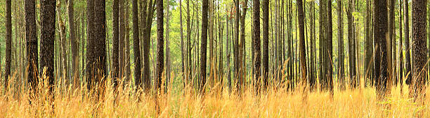 Dois pine tree o grassland - foto de acervo