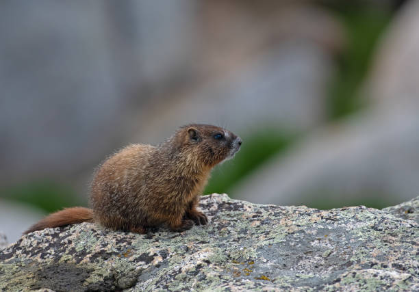 istock Young Yellow Bellied Marmot 1537392696