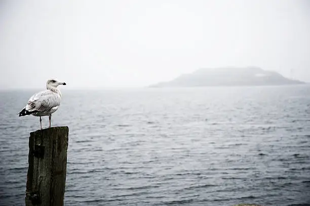 A seagull is perched in Halifax along the waterfront.