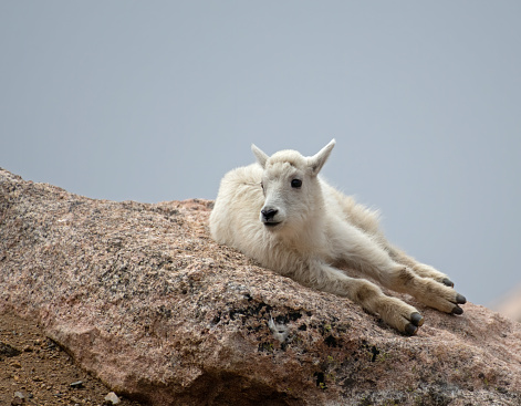 A Mountain Goat kid relaxes high in the Colorado Rockies