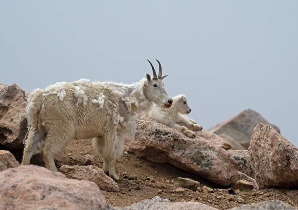 istock Watchful Mountain Goat nanny and kid 1537393720