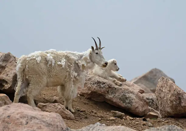 A Mountain Goat nanny and kid in rocks high in the Colorado mountains.