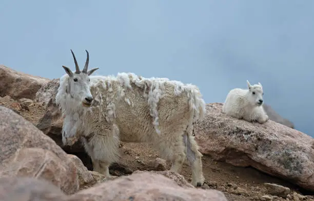 A Mountain Goat nanny and kid in rocks high in the Colorado mountains.