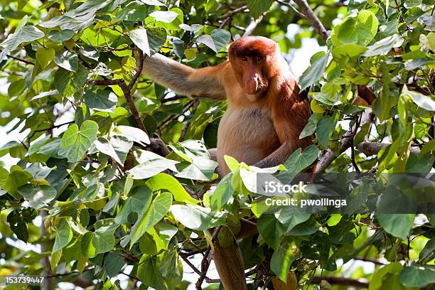 Long Nosed Monkey Sitting In A Tree Stock Photo - Download Image Now - Animal, Animal Nose, Animal Wildlife