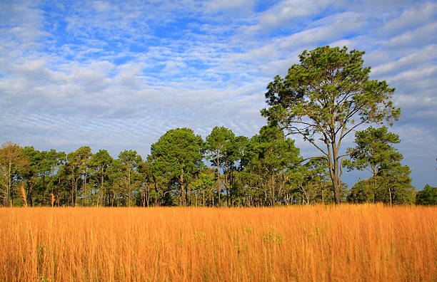 Dois pine tree o grassland - foto de acervo