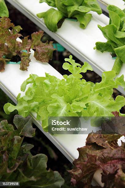 Hidropónica Vegetal Foto de stock y más banco de imágenes de Agricultura - Agricultura, Aire libre, Alimento