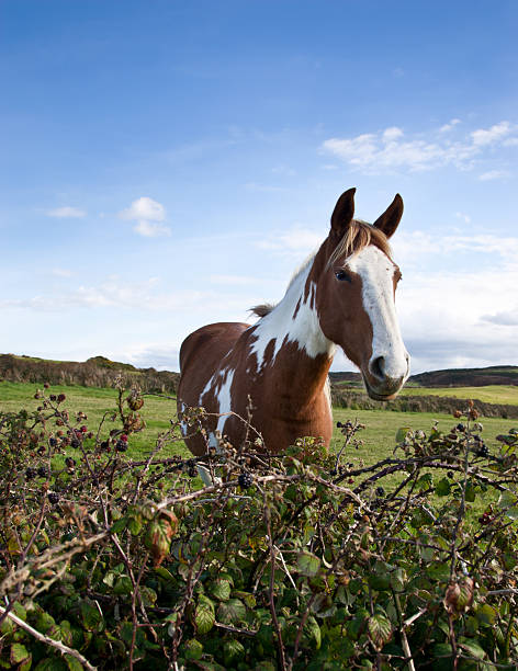 caballo y blackberry hedgerow. - barb horse fotografías e imágenes de stock