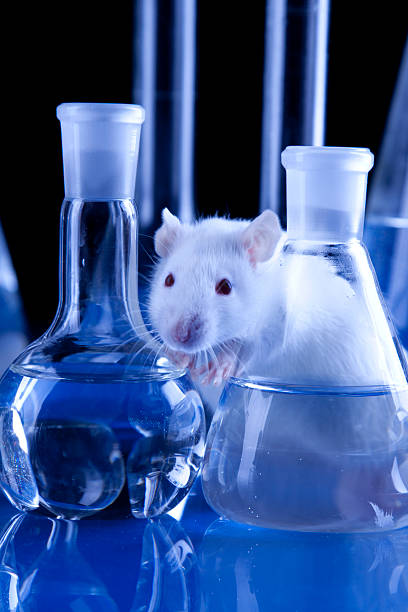 Rat in laboratory stock photo