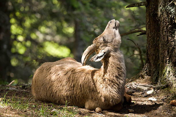 alpine ibex stock photo