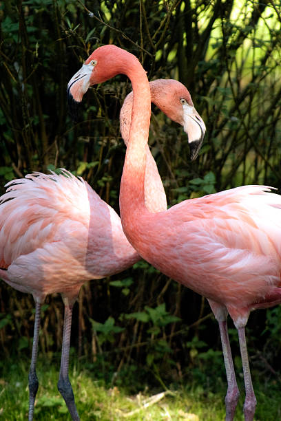 Two Flamingos stock photo