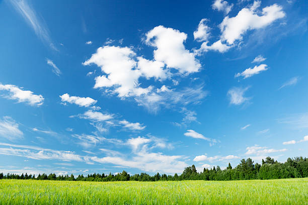 istock field of barley and sunny day 153740048