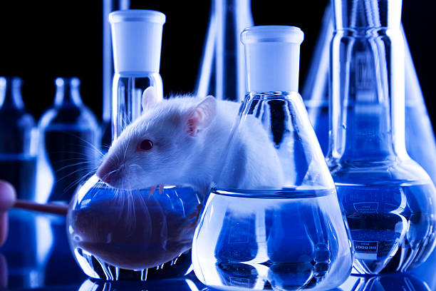 Rat in Lab stock photo