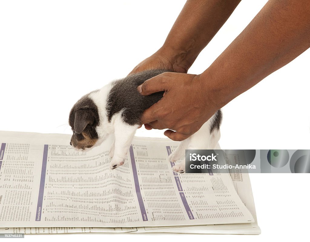House-broken doggy Almost house-broken jack russel puppy being taught to go on a newspaper (blurred text) Animal Stock Photo