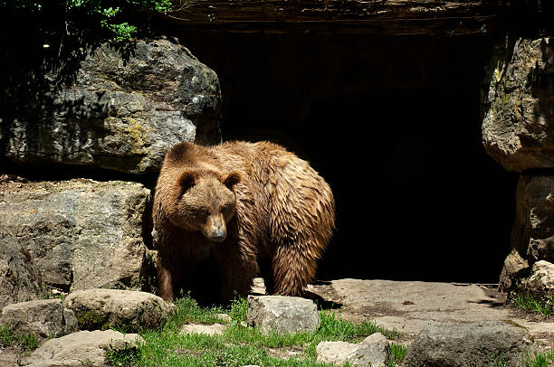 Brown Bear stock photo