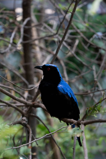 istock Asian fairy-bluebird standing on tree branch. 1537403675