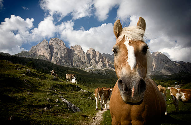 istock Haflinger Horse on Dolomites 153740614