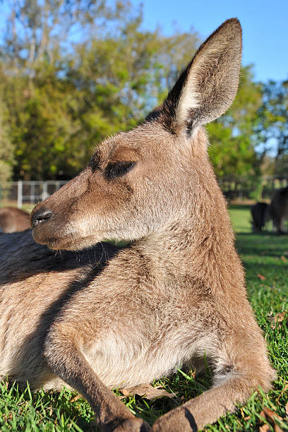 Side portrait about a resting kangaroo stock photo