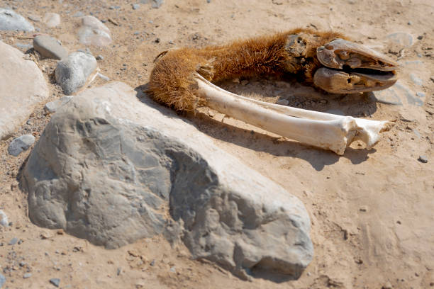 istock Mountain goat remains, hoof and bone on ground. 1537406835