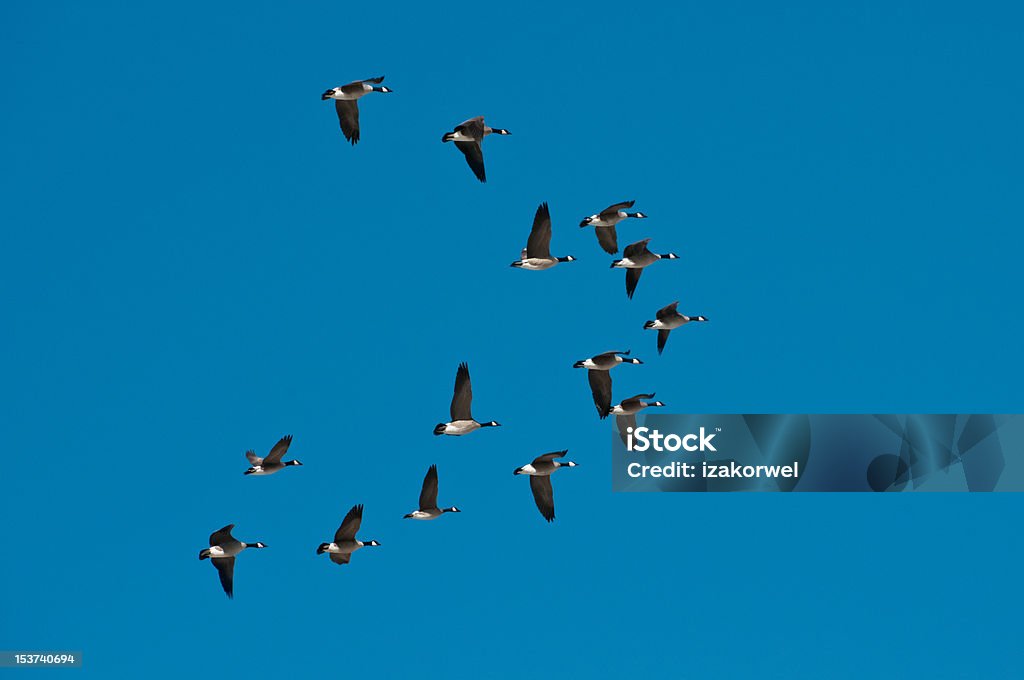 Flock of wild snow geese flying in formation Flock of wild snow geese flying in formation on the blue sky background Animal Stock Photo