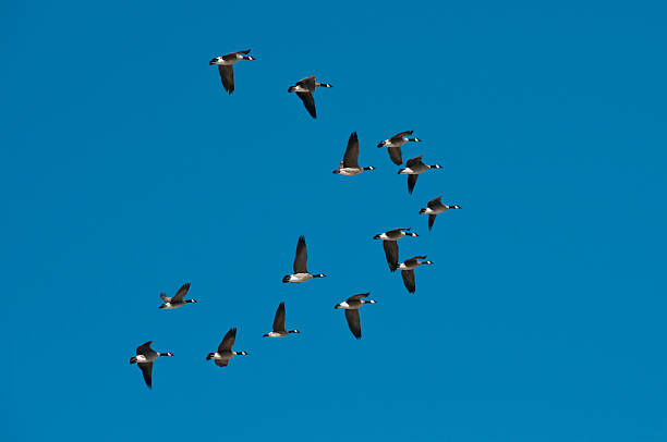 Flock of wild snow geese flying in formation stock photo