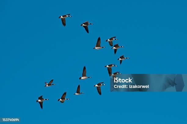 Flock Of Wild Snow Geese Flying In Formation Stock Photo - Download Image Now - Animal, Animal Migration, Animal Wildlife
