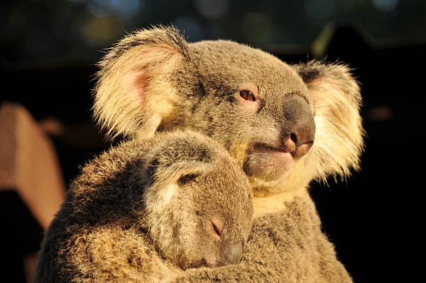 Koala mom with her sleeping joey Koala mom is holding her sleeping joey (Lone Pine Koala Sanctuary, Australia) sleeping koala bear stock pictures, royalty-free photos & images