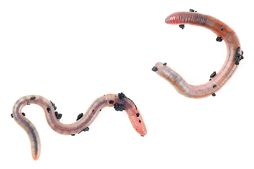 Two earthworms isolated on a white background, top view. Small-bristle worms. Crassiclitellata.