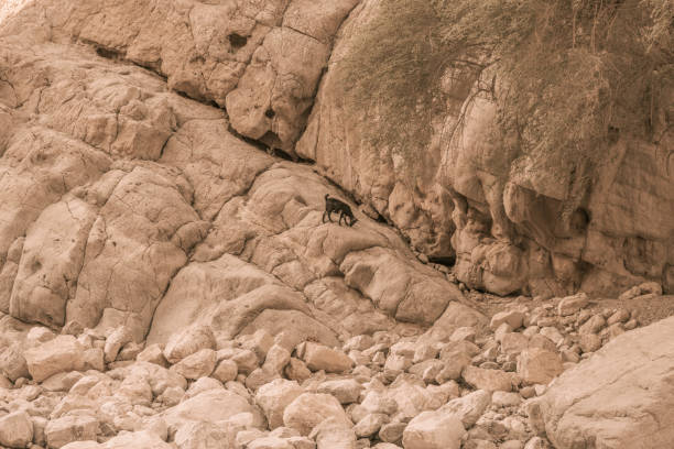 Black mountain goat standing on rock valley.
