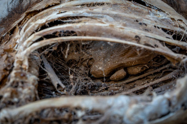 istock Inside dead mountain goat rib cage and dried stomach with spider webs. 1537409879