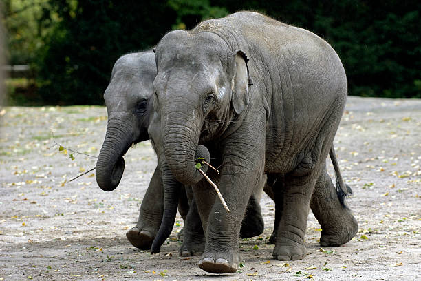 Two elephant babies stock photo