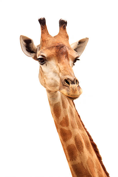 istock female giraffe head and neck isolated on white background 153741016