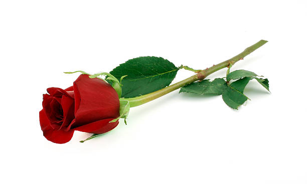 istock Symbol of Love 153741198