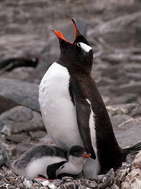 Penguin Mother stock photo