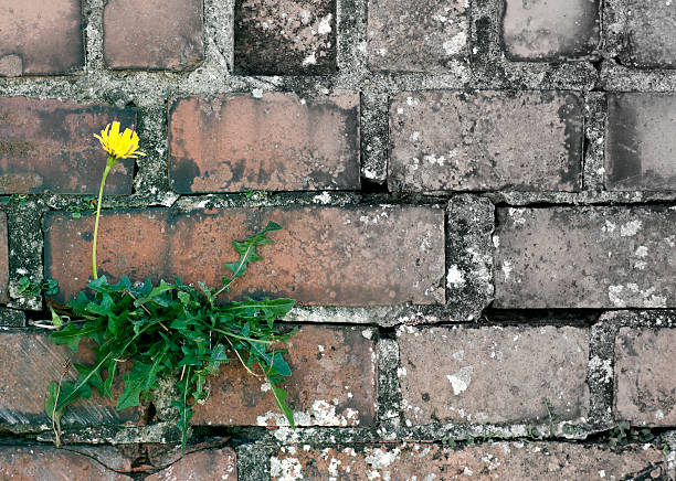 istock Grunge brick wall and yellow flower 153741475
