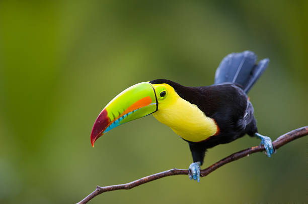 istock Keel Billed Toucan, from Central America. 153741679