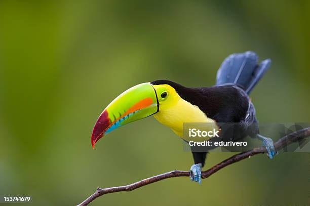 Keel Billed Toucan From Central America Stock Photo - Download Image Now - Keel-billed Toucan, Animal, Animal Wildlife