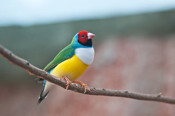 istock Gouldian Finch 153741694