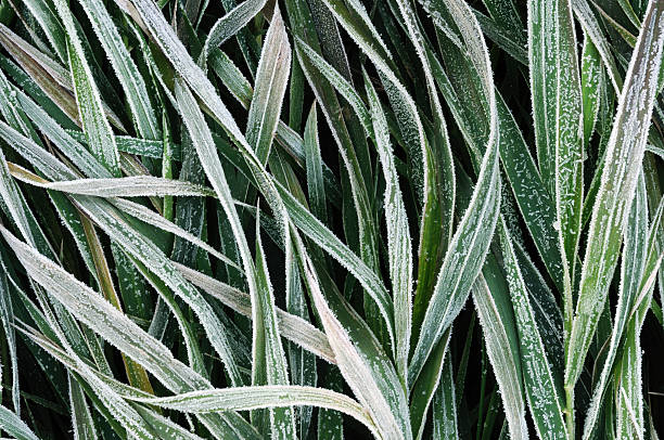Frost bedeckt mit Gras – Foto