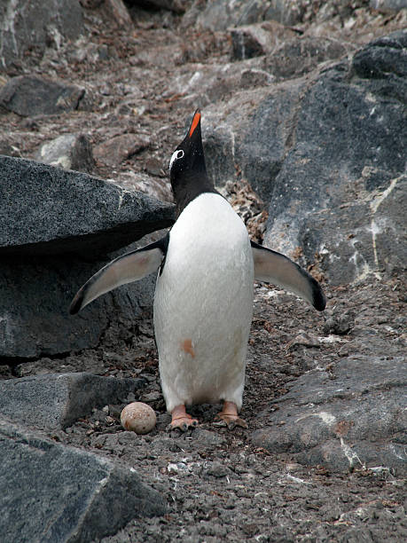 Penguin with egg stock photo