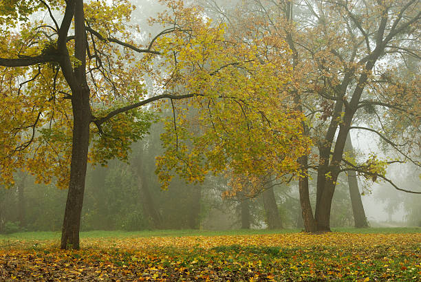 istock Morning in autumn park 153742277