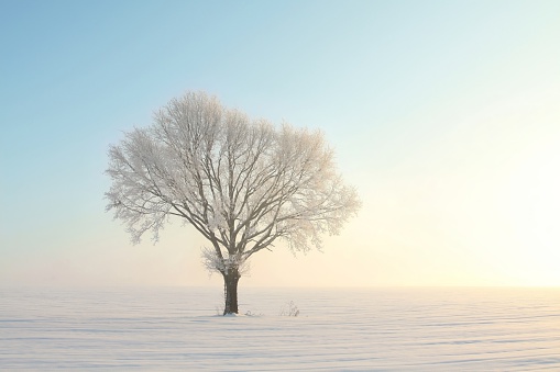 Lonely oak tree covered with frost at dawn. Photo taken in Central Europe on the southern Polish.