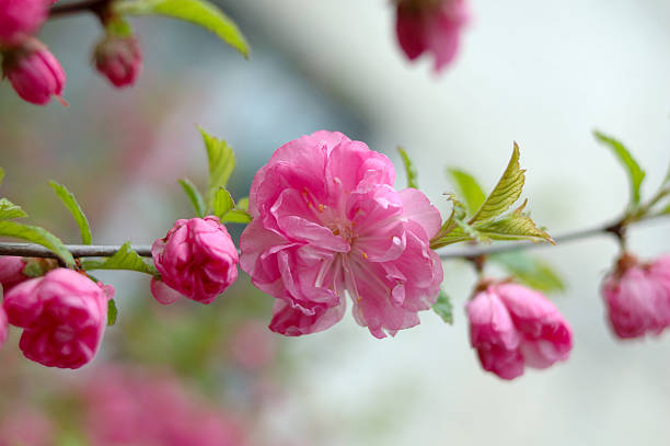 Sakura (Japanese cherry tree) in blossom time. stock photo
