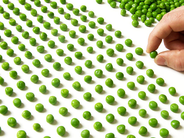 count peas a lot of peas obsessive stock pictures, royalty-free photos & images