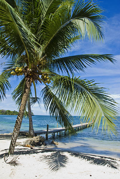 Island, Bocas del Toro, Panama. Jetty. Island, Bocas del Toro, Panama. kuna yala stock pictures, royalty-free photos & images