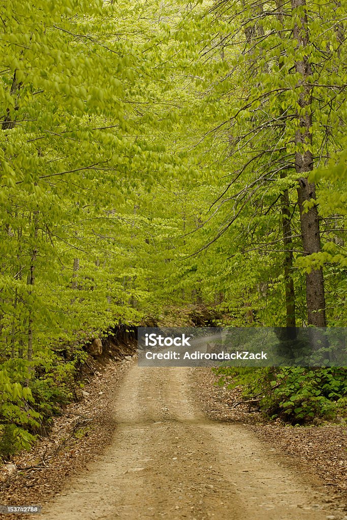 Sinuosa Forest Road - Foto de stock de Arbusto royalty-free