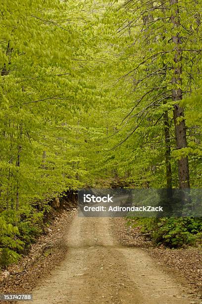 Foto de Sinuosa Forest Road e mais fotos de stock de Arbusto - Arbusto, Bosque - Floresta, Cena Rural