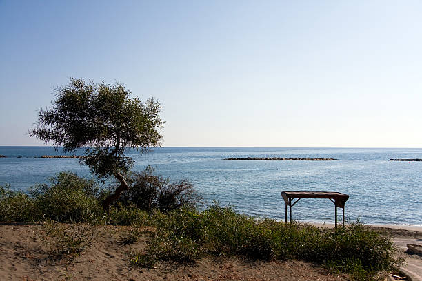 Small growing plant secured with fence and rocks stones on sandy beach
