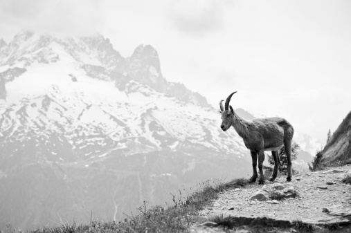 Wild mountain goat Capra ibex on cliff. Black and white