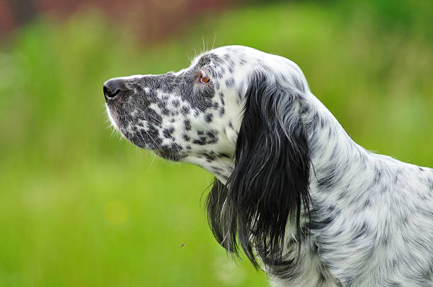 Portrait of an English setter in an animal hospital.